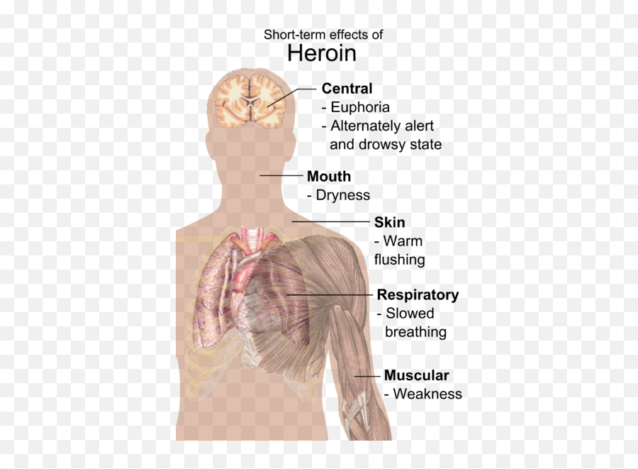 Fatality Rate For Heroin And Cocaine Users Is 14 Higher Than - Short Effects Of Heroin Png,Cocaine Transparent Background