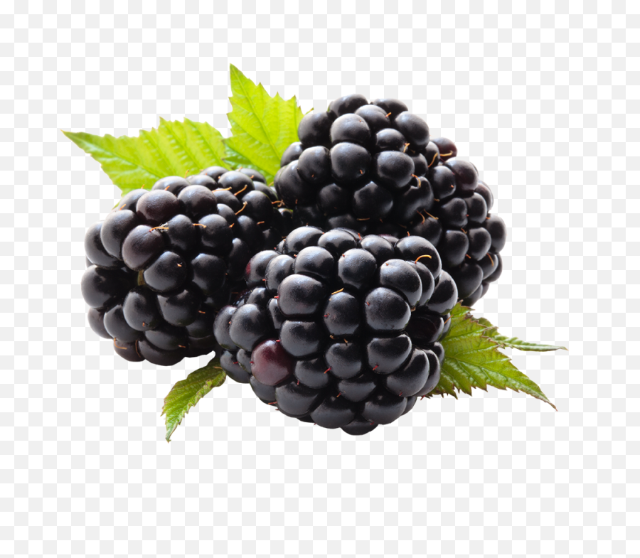 Com Berries Png By Xburntdoll - Blackberry Png,Berries Png