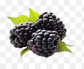 Com Berries Png By Xburntdoll - Blackberry Png,Berries Png