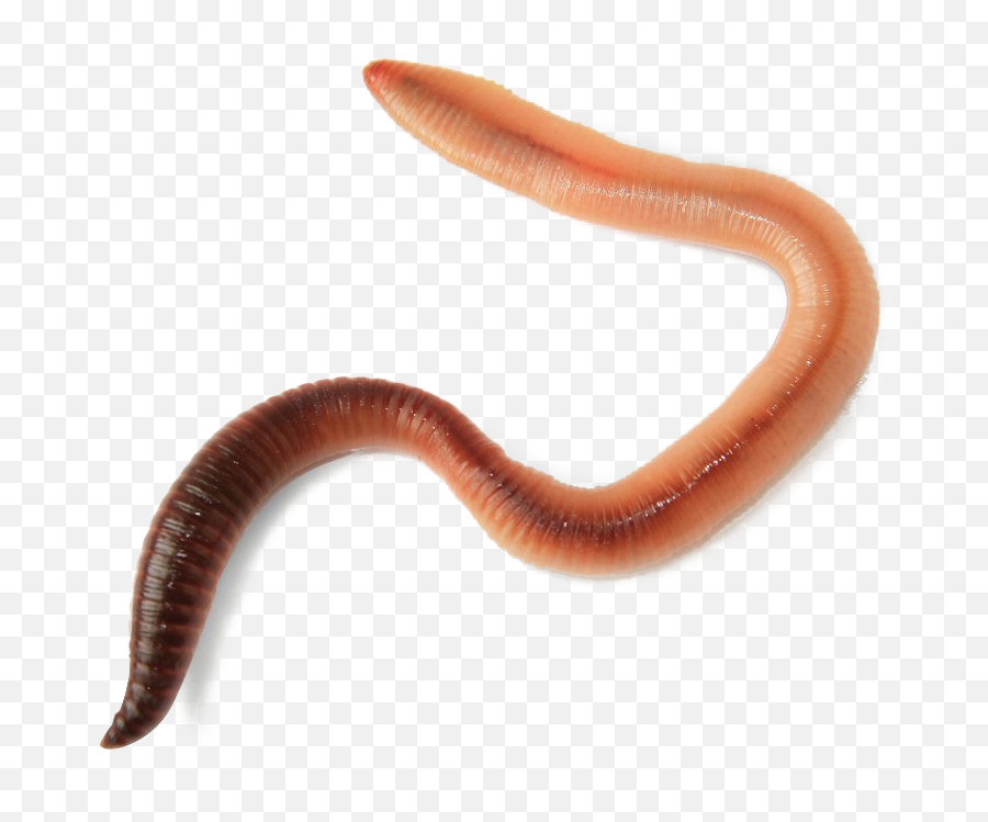 Worms Transparent Image Png Play - Worm Transparent,Worm Png