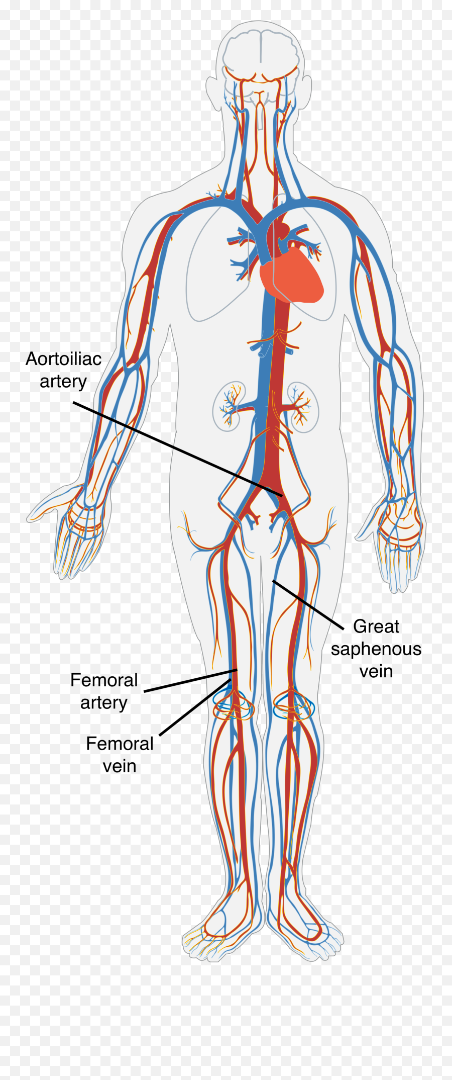 About Vascular Tissue - Donating Veins And Arteries Aatb Nervous And Circulatory System Png,Vein Png