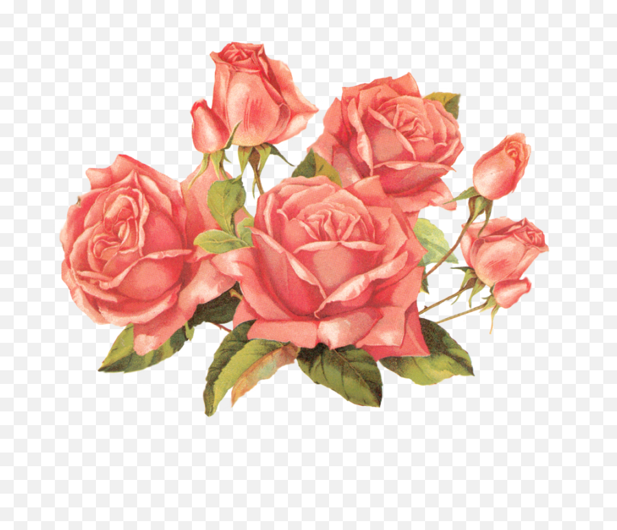 Rose Png - Rose Png,Rose Transparent