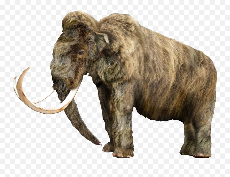 Mammoth Vector Tusk - Woolly Mammoth Png,Mastodon Png