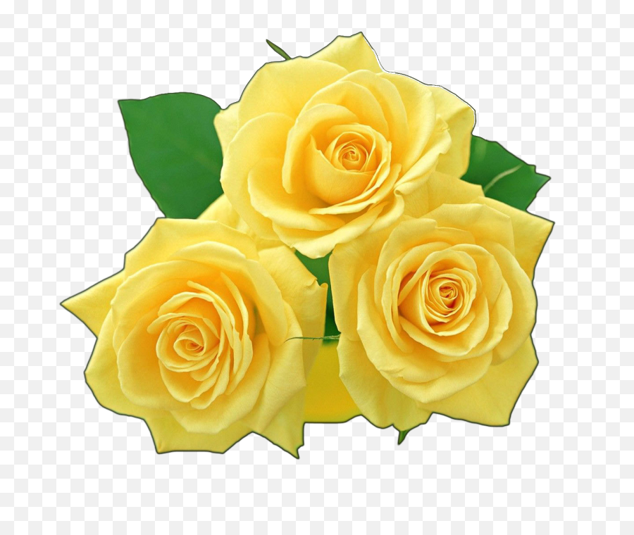 Yellow Flowers Bouquet Png File Vector 114917 - Png Images Yellow Rose Png,Are Png Files Vector
