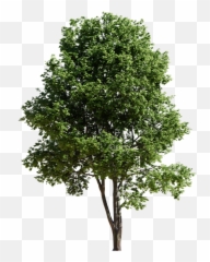 Maple Tree - Acer 14m summer and autumn version Gambel Oak png