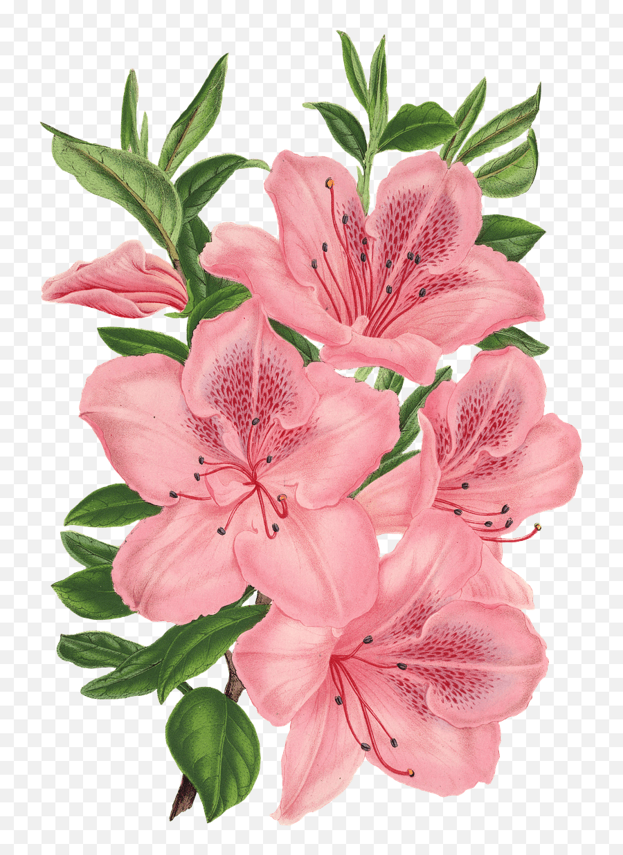 Pink Bunch Of Flowers Drawing Png Flower Transparent Background