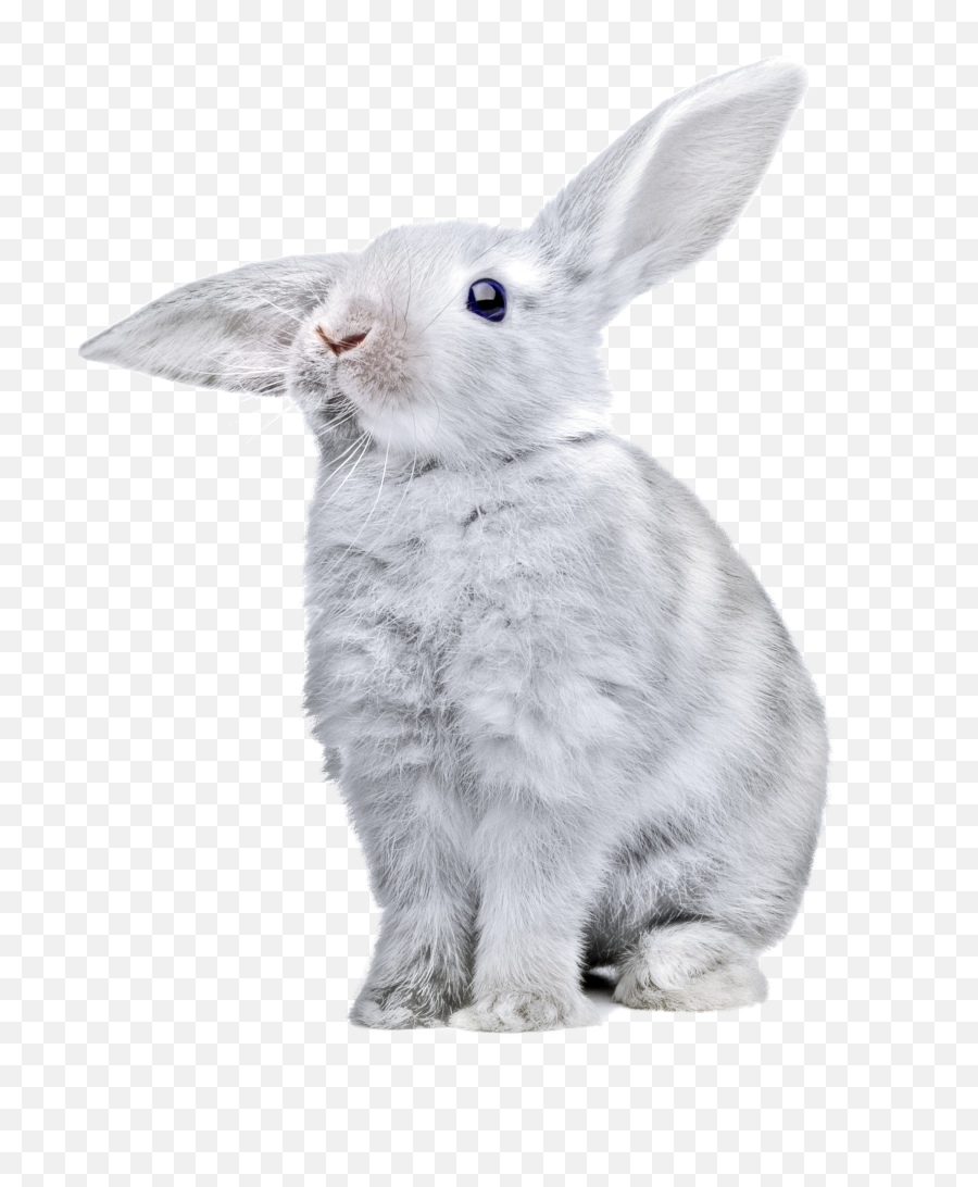 Download White Rabbit Png Image - Rabbit Png,Rabbit Transparent