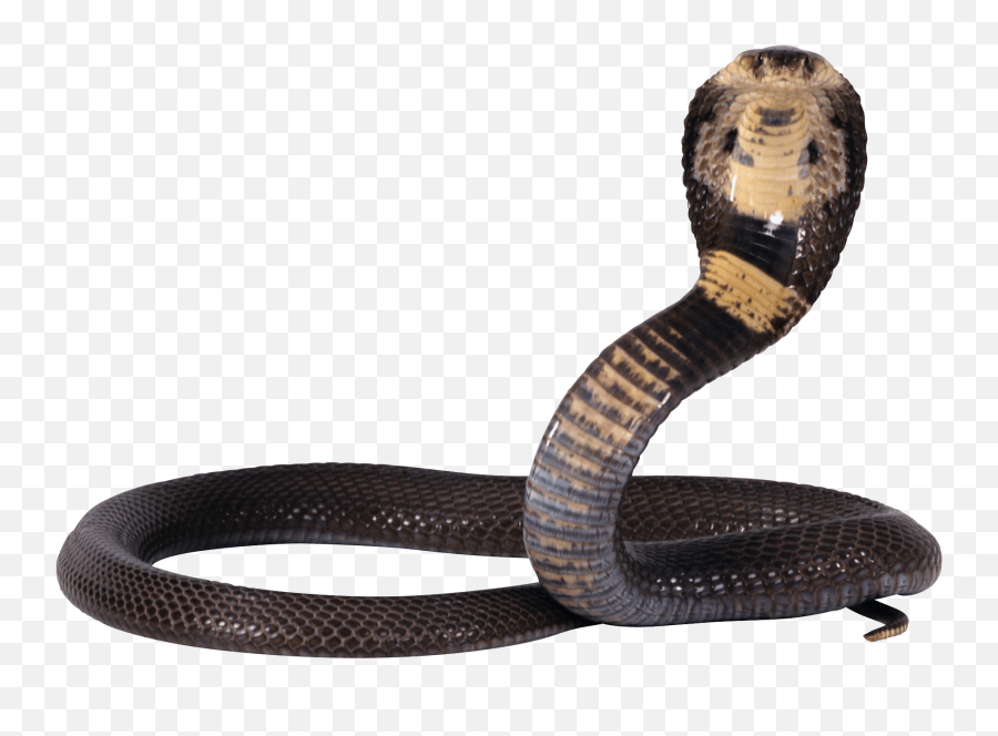 Cobra Snake Transparent Png - Shiva Snake Png,Snake Transparent Background