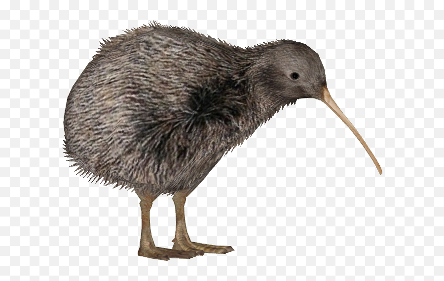 Download Rowi - Kiwi Bird Transparent Background Png,Kiwi Bird Png