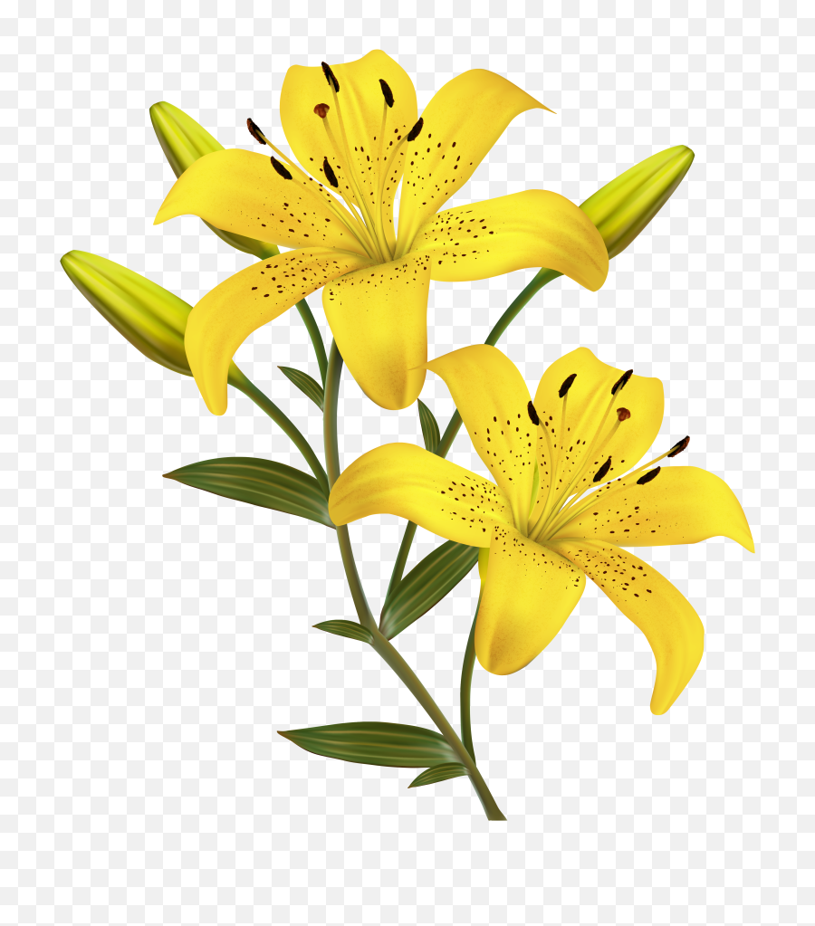Yellow Lilies Png Clipart Image Stop - Yellow Lily Flower Png,Lily Transparent Background