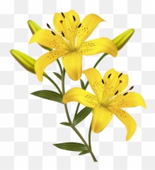 Yellow Lilies Png Clipart Image Stop - Lily Flower