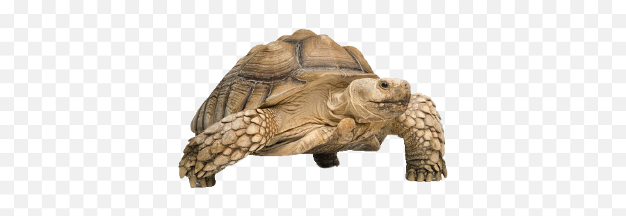 Tortoise Png Transparent Images - Tortoise Png,Tortoise Png