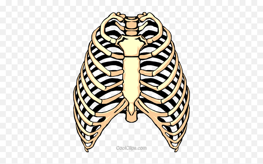 Download Rib Cage Png Clipart - Free Transparent Png Images Rib Cage Clipart,Cage Transparent Background