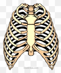 Download Rib Cage Png Clipart - Free Transparent Images
