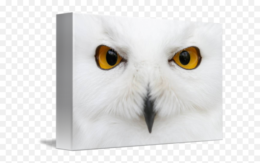 Evil Eyes Of The Snow By Attila Gimesi - Snowy Owl Png,Evil Eyes Png