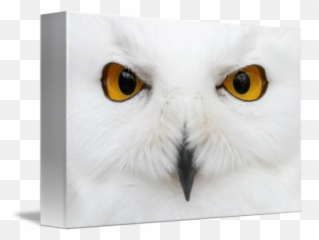 Evil Eyes Of The Snow By Attila Gimesi - Snowy Owl png