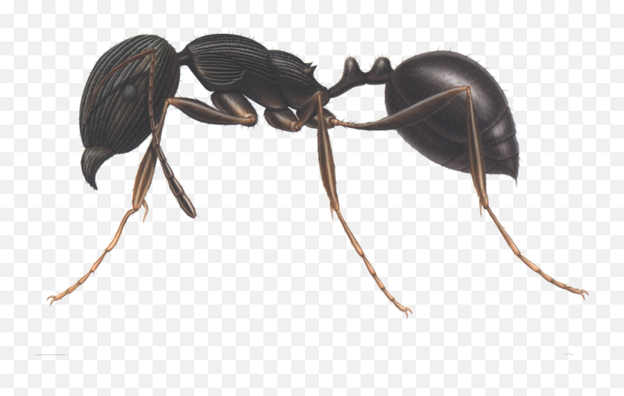 Ants Clipart Three - Pavement Ant Png Download Full Size Pavement Ants In North Carolina,Ants Png