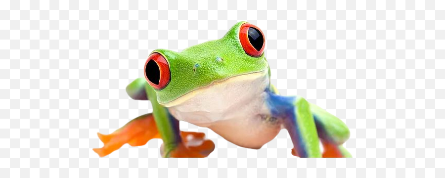 Trollface Gaming Issue 1 Guy1524dxvk - Nativeheaders Red Eyed Tree Frog White Background Png,Red Eyes Meme Png