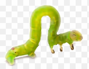 Inchworm - Waxworm Transparent Cartoon Jingfm Inchworm Clipart No Background png
