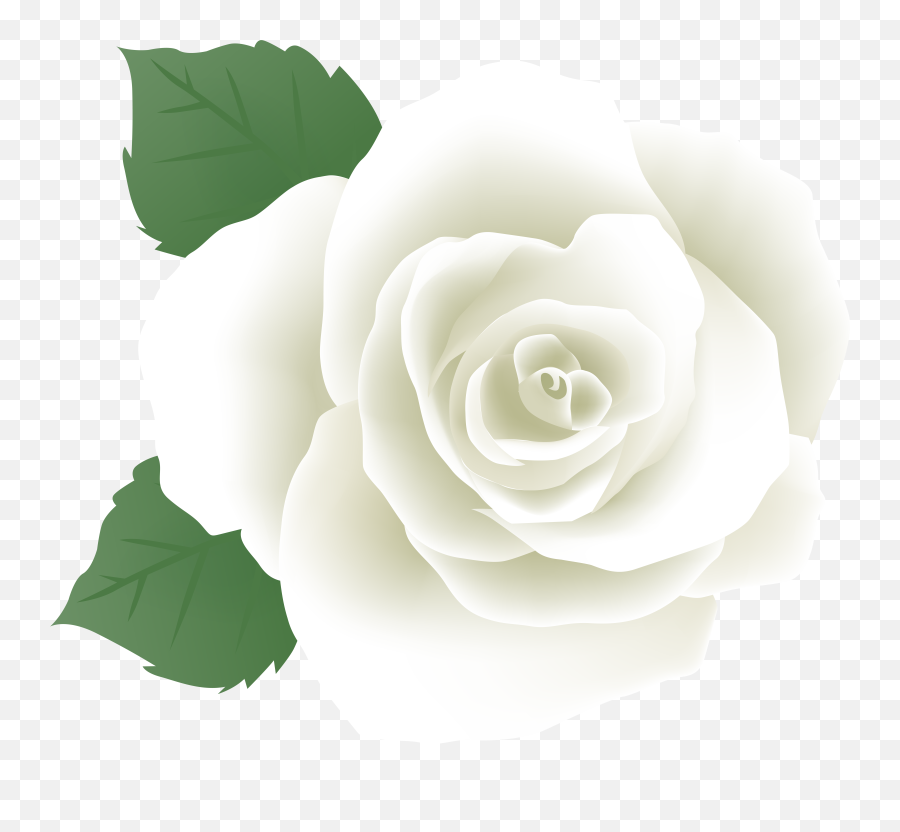 Free White Rose Clipart Download Png Transparent