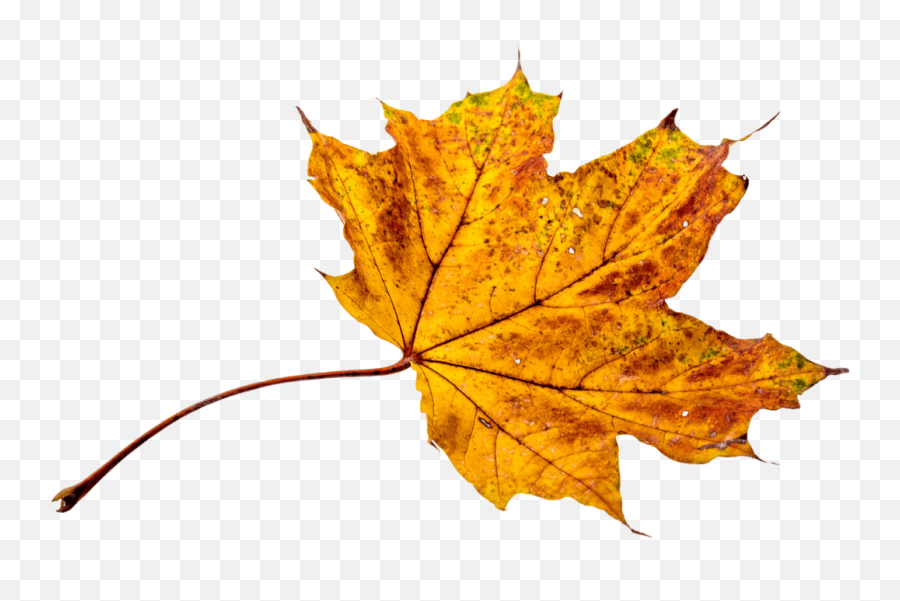 Autumn Leaves Leaf Png Transparent - Foglie Autunno Png,Autumn Leaves Transparent