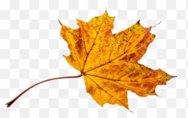 Autumn Leaves Leaf Png Transparent - Foglie Autunno