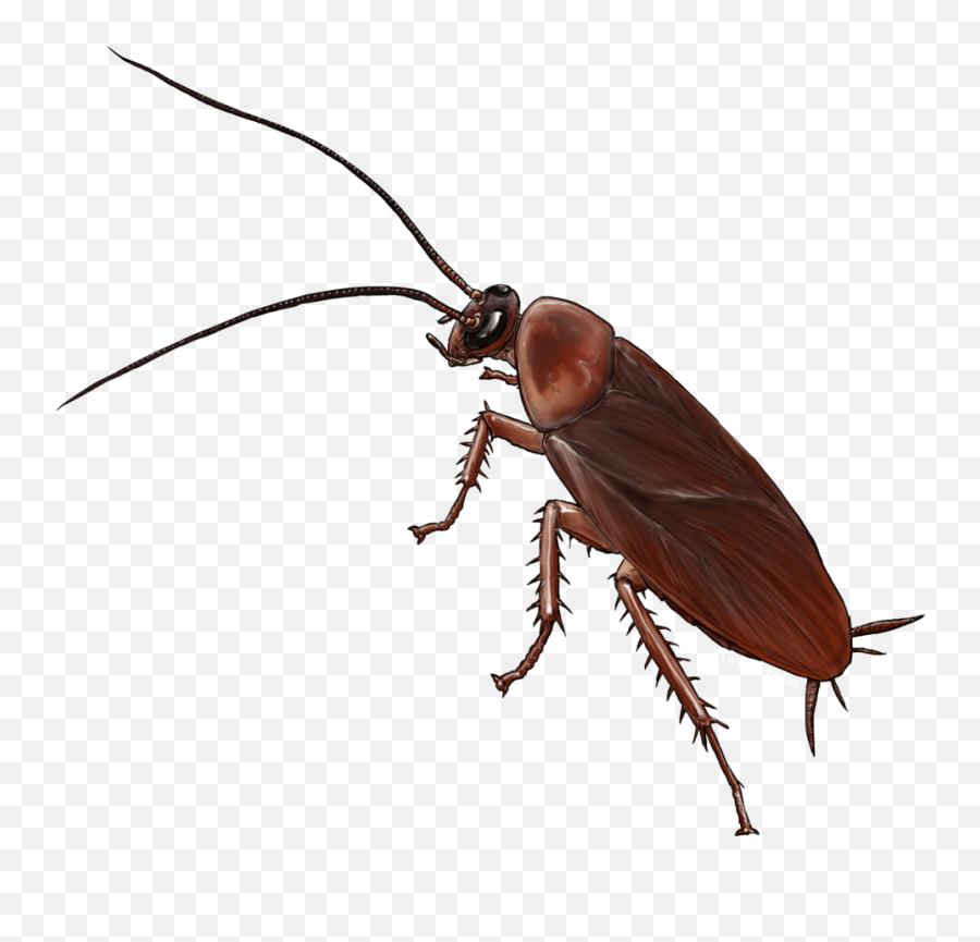 American Cockroach Insect Drawing - Cockroach Drawing Png,Cockroach Png