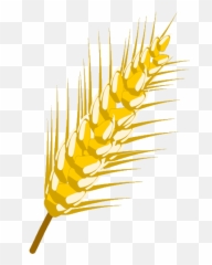 Download Hd Desenho De Trigo Png - Wheat,Trigo Png