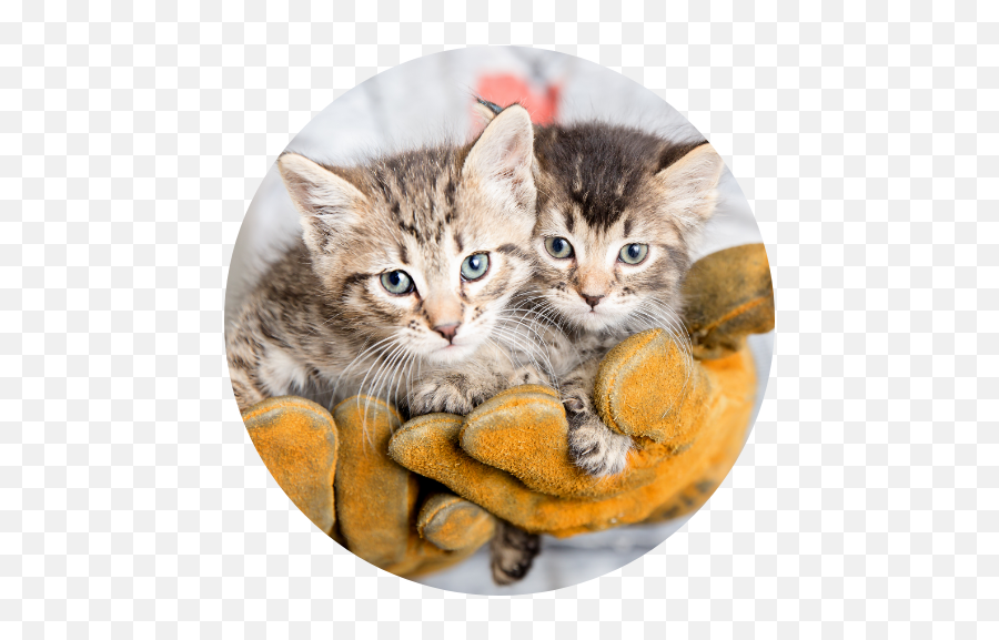 Best Friends Animal Society No - Kill Animal Rescue U0026 Advocacy Domestic Cat Png,Dog Paws Png