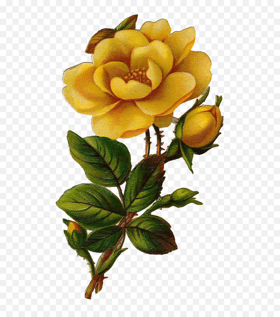 Yellow Rose Png Images Pictures - Becuo Clip Art Library Vintage Yellow Rose Clipart,Yellow Roses Png
