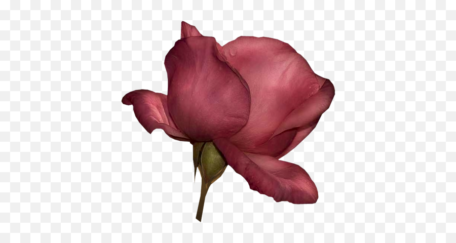 Index Of Userstbalzeflowerrosespng - Floribunda,Real Rose Png