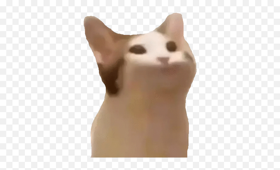 Popcat Meme Gif - Bop Cat Meme Png,Cat Meme Icon