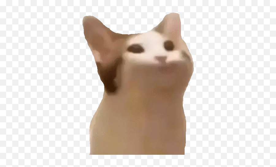 Pop cat png без фона