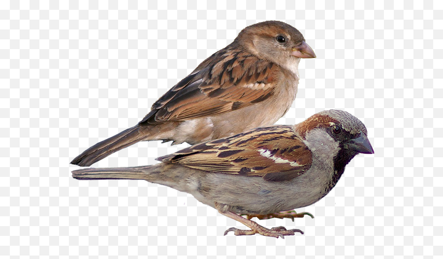 Bird - Old World Sparrow Png,Forest Service Avian Icon