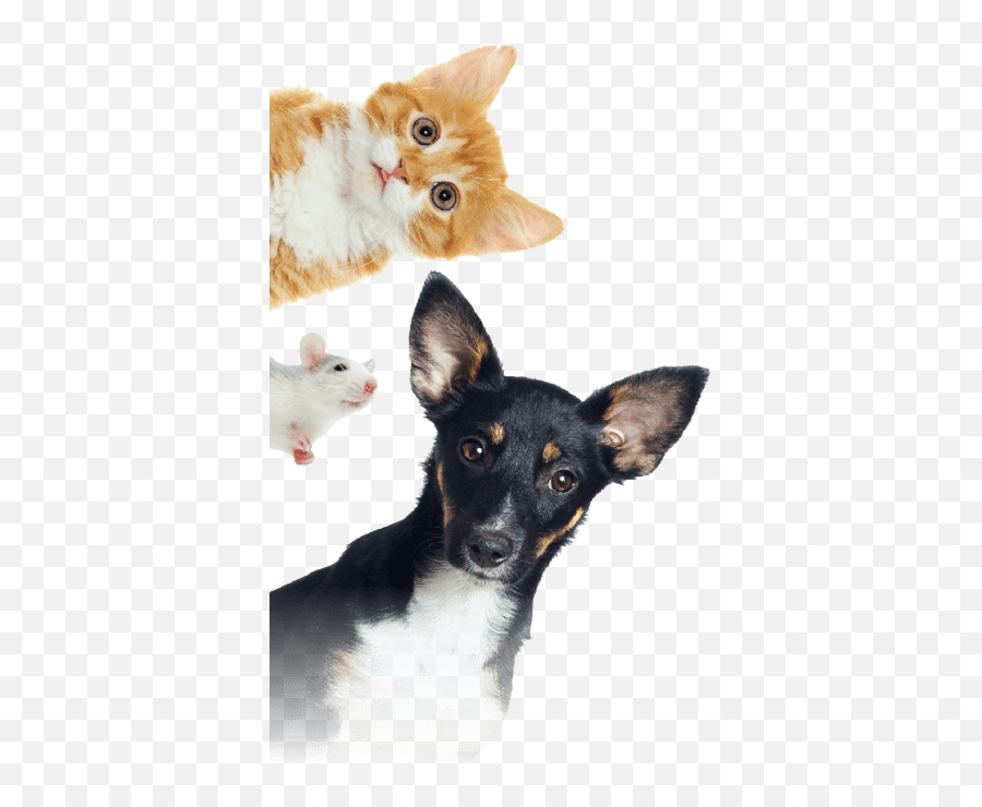 Kittymates Animates Veterinary Clinic Ltd - National Pet Day 4 11 2020 Png,Kitten Transparent Background
