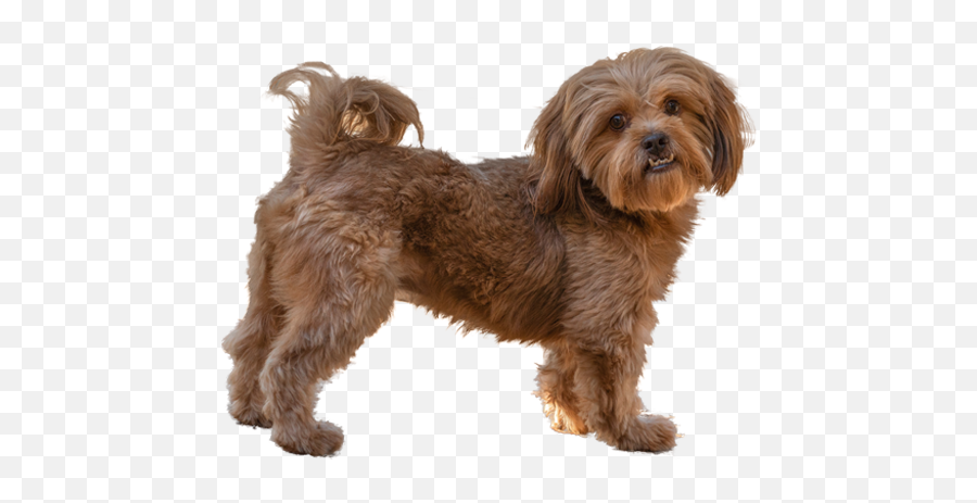Shih - Poo Dog Breed Ukpets Vulnerable Native Breeds Png,Shih Tzu Icon