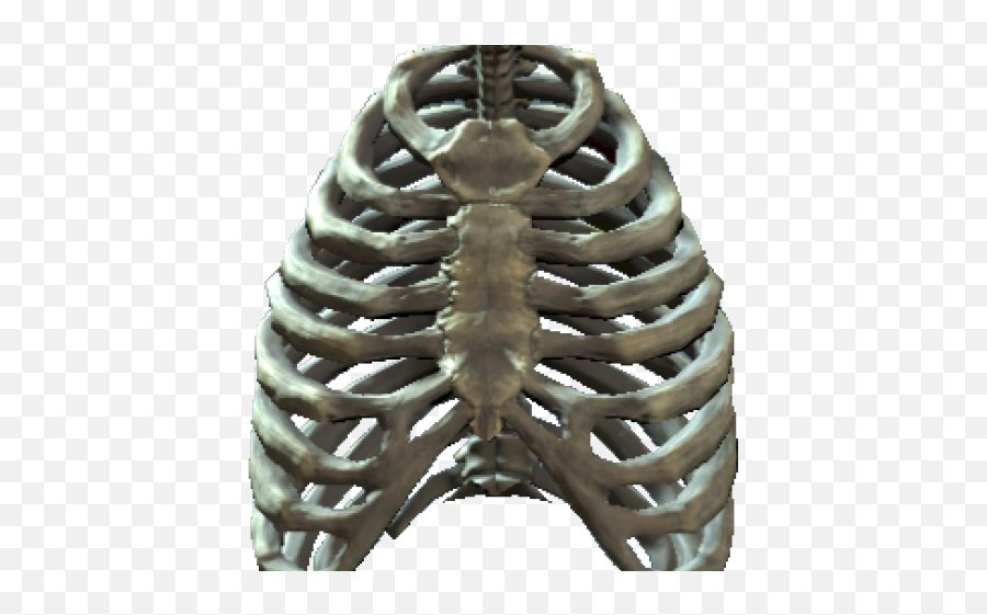 Rib Cage Png - Rib Cage And Pelvis Png Transparent Cartoon,Cage Png