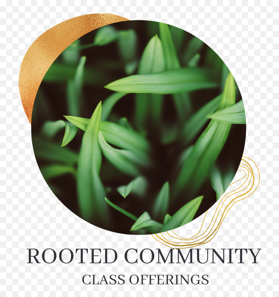 Tending The Roots U2014 Rooted Global Village - Grass Green Png,Doctor Doctor Australia Tv Show Folder Icon