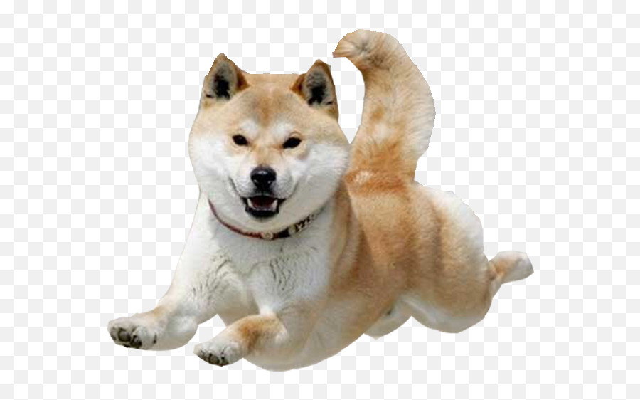 Dog Transparent Shiba Inu - Shiba Inu Transparent Background Png,Dog Transparent