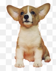 Corgi Puppy Png