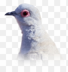 Diamond Dove Personality Food U0026 Care U2013 Pet Birds By Lafeber Co - Diamond Dove Transparent Png,Dove Transparent