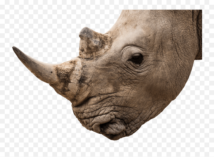 Rhino Head Png 6 Image - Rhino Horn White Background,Rhino Png