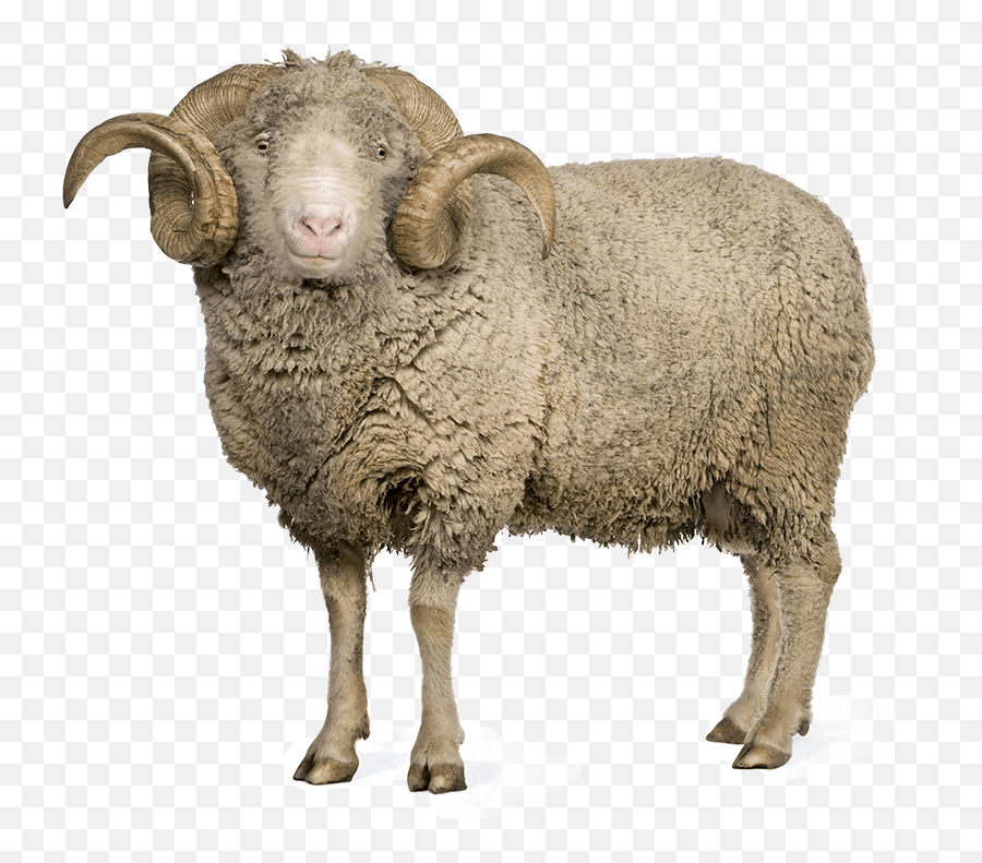Sheep Png Images Picture - Male Sheep Png,Sheep Png
