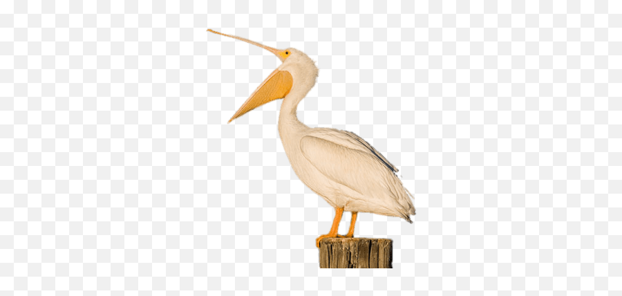 Download Brown Pelican Transparent Png - American White Pelican,Pelican Png
