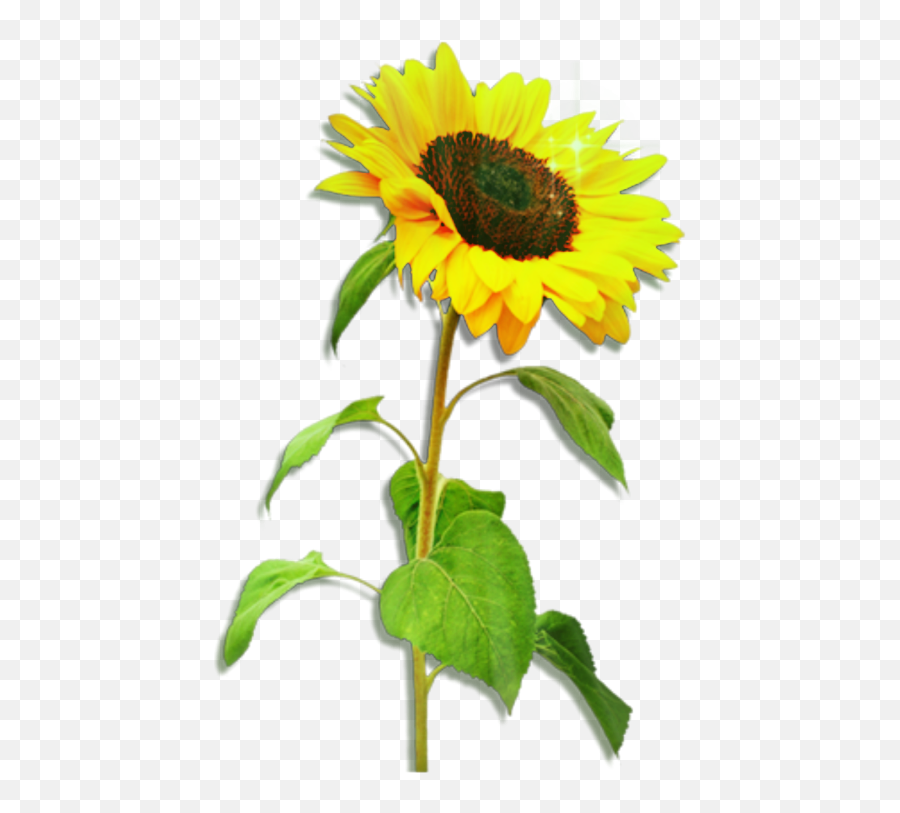 Sunflower - One Sunflower Png,Sunlight Effect Png