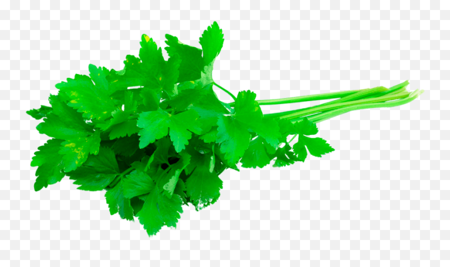 Download Cilantro Emm 500 Slobolt - Fresh Coriander In Png,Cilantro Png