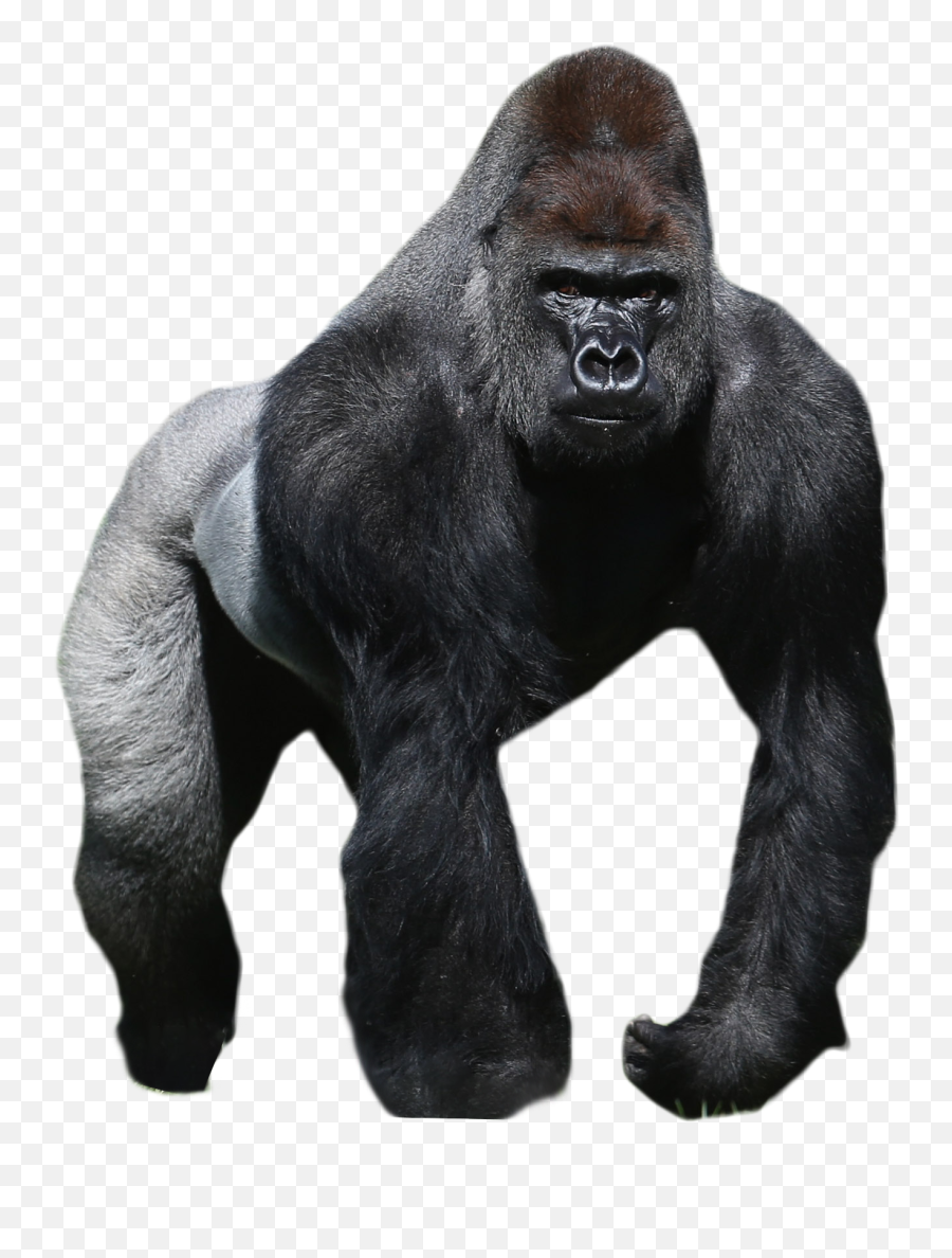 Library Of Mountain Gorilla Banner Stock Png Files - Gorilla Transparent Background,Mountain Transparent Background