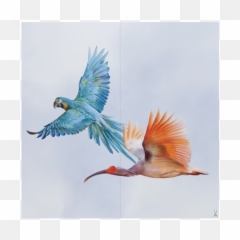 Meissen Flock Of Birds Wall Painting Macaw And Ibis - png