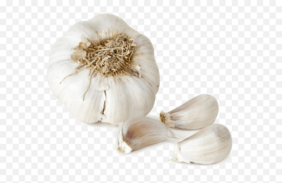Garlic Png File Images Transparent - Png File Garlic Png Free,Garlic Transparent Background