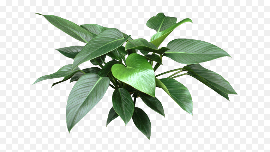 Download Http - Www Houseplant411 Comwpcontent Philodendron Tatei Congo Png,Indoor Plant Png